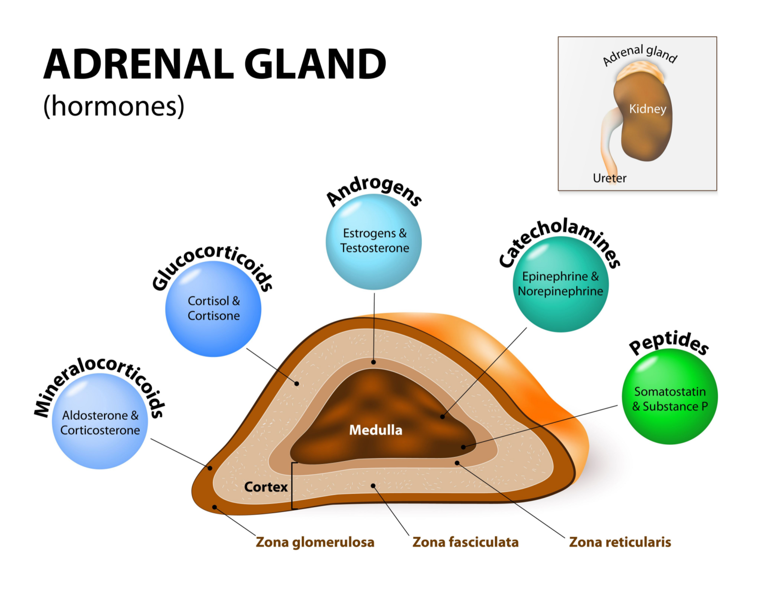 What Is Adrenal Gland Cancer Symptoms At Jamie Gibb Blog What Is Adrenal Gland Cancer Symptoms At Jamie Gibb Blog