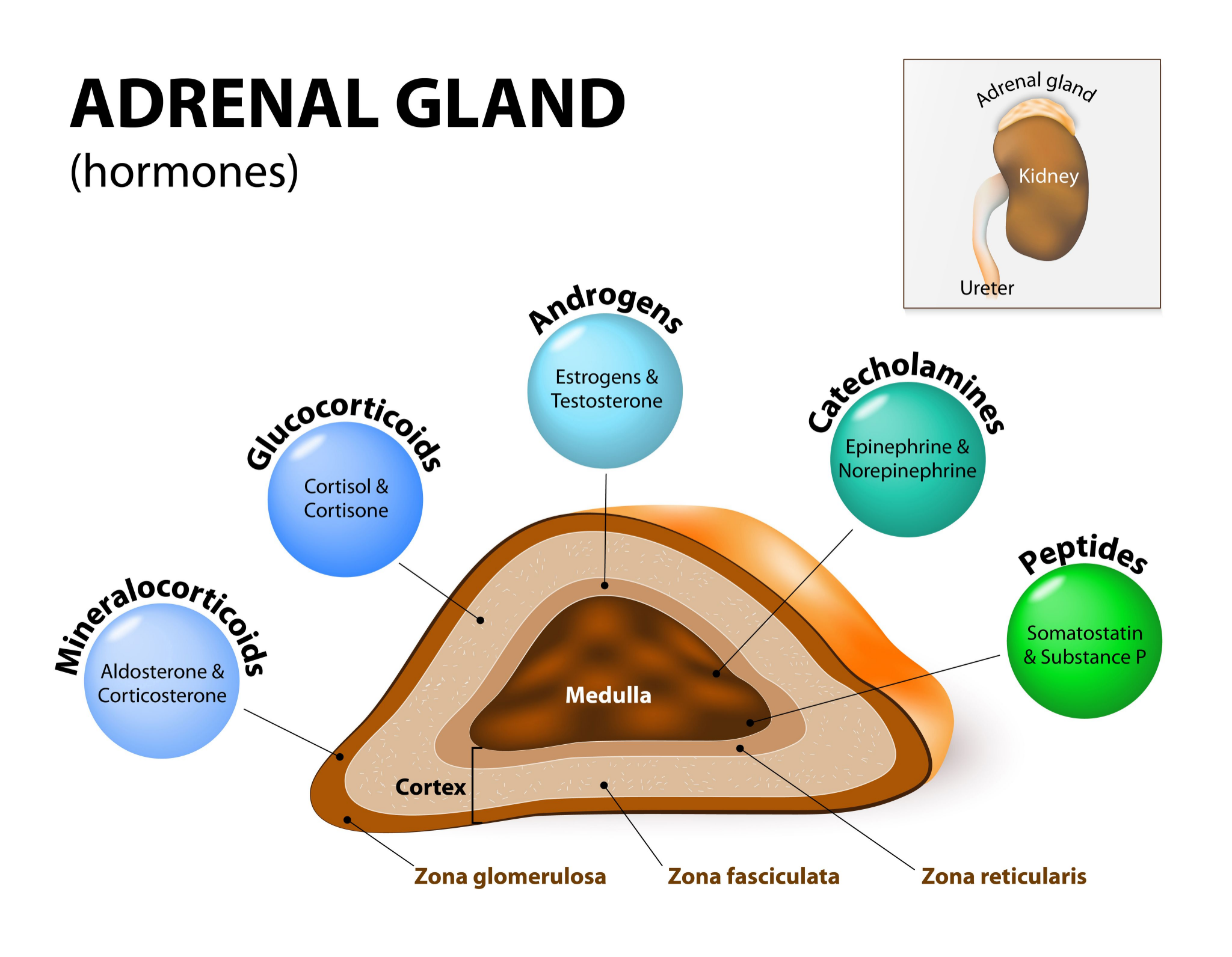 Adrenal Gland Disorders Illustrated Nursing 7269