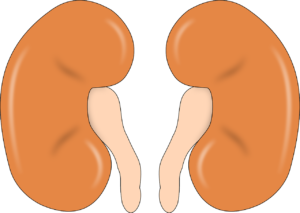 kidney, anatomy, human-147499.jpg