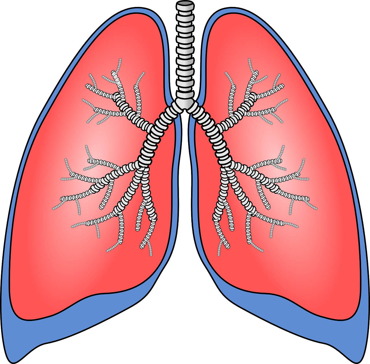 lungs, organ, anatomy-154282.jpg