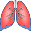 lungs, organ, anatomy-154282.jpg